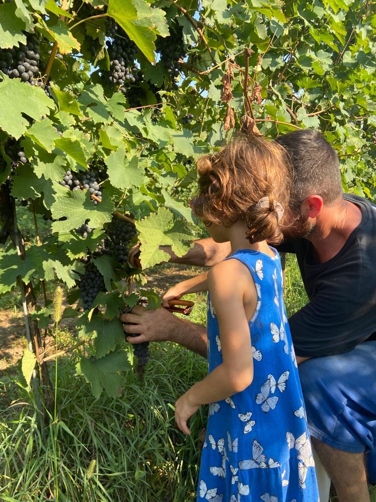 podere beghetto vigna